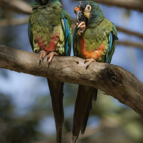 foz-do-iguaçu